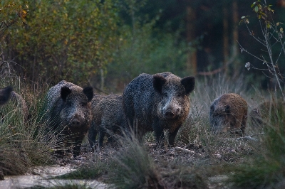 Foto: Erich Marek