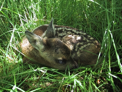 Rehkitz im Mai
