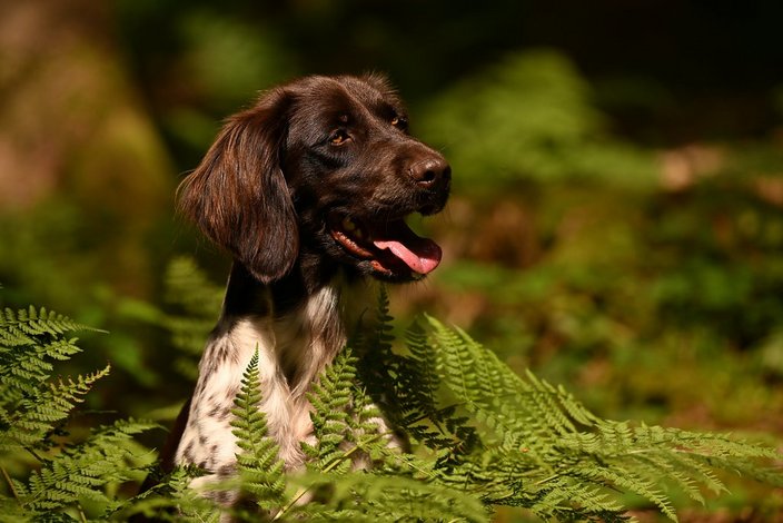 Kleiner Münsterländer, Foto: Christiane Weimer